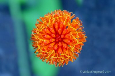 fleur orange 4m4