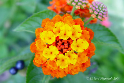 fleur orange 5m4