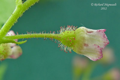 Gadellier glanduleux - Skunk currant - Ribes glandulosum 5 m12 