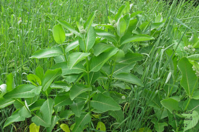 Asclpiade commune - Common milkweed - Asclepias syriaca 1 m2 