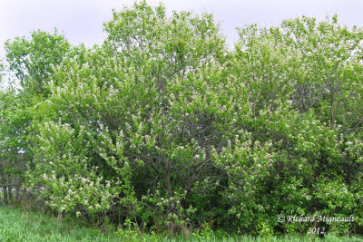 Petit merisier - Wild red cherry - Prunus pensylvanica 1m12 