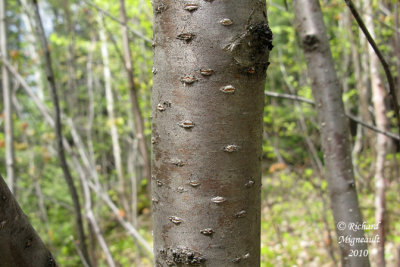 Petit merisier - Wild red cherry - Prunus pensylvanica 7m10