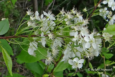 Petit merisier - Wild red cherry - Prunus pensylvanica 2m12