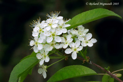 Petit merisier - Wild red cherry - Prunus pensylvanica 3m5