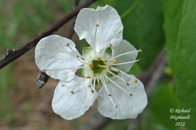 Petit merisier - Wild red cherry - Prunus pensylvanica 4m12