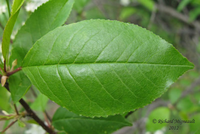 Petit merisier - Wild red cherry - Prunus pensylvanica 6m12
