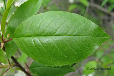 Petit merisier - Wild red cherry - Prunus pensylvanica 6m12 