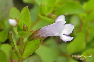Lindernie douteuse - False pimpernel - Lindernia dubia 5m12