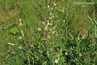 Lychnis blanc - White campion - Lychnis alba 1m12 