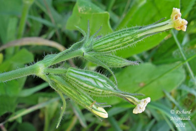 Silène noctiflore - Night-flowering catchfly - Silene noctiflora 2m12