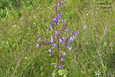 Campanule fausse-raiponce - Campanula rapunculoides 1m12