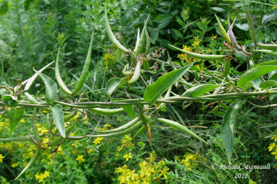 Dompte-venin de Russie - Dog-Strangling Vine - Cynanchum rossicum 6m12 