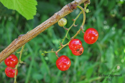 Gadelier amer - American Red Currant - Ribes triste 5m12