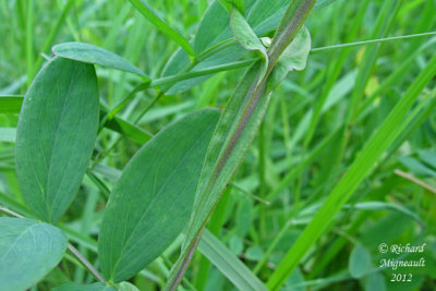 Gesse palustre - Marsh-pea - Lathyrus palustris 6m12