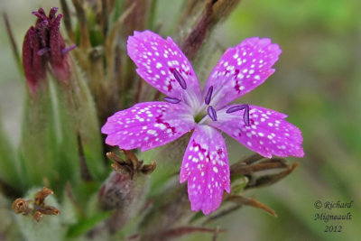 Oeillet armria - Deptford pink - Dianthus armeria 3m12