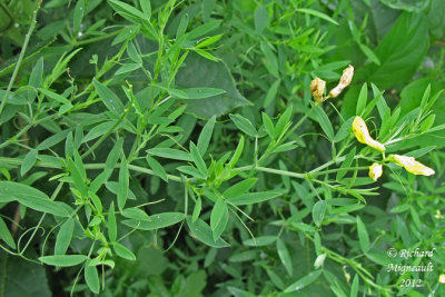 Gesse des prs - Yellow vetchling - Lathyrus pratensis 2m12 
