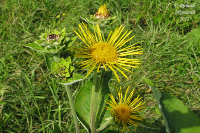 Inule aulnée - Elecampane - Inula helenium 3m12