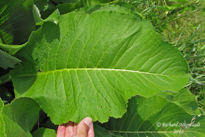 Inule aulnée - Elecampane - Inula helenium 4m12