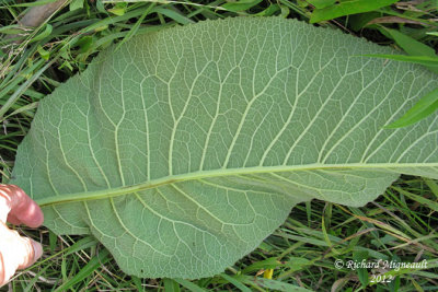 Inule aulnée - Elecampane - Inula helenium 5m12