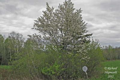 Amelanchier arbre - Shadbush - Amelanchier arborea 1m12 