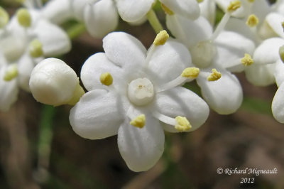 Sureau blanc - Common elder - Sambucun canadensis 4m12