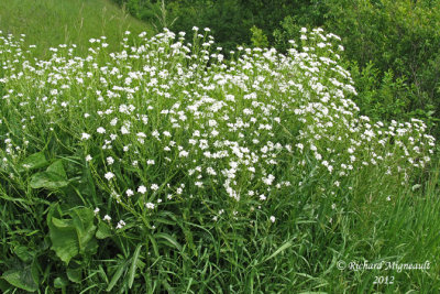 Raifort - Horseradish - Armoracia rusticana 1m12