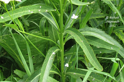 Raifort - Horseradish - Armoracia rusticana 6m12