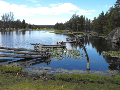 Fish fence