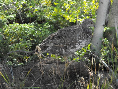 Dusky Grouse