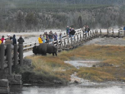 Bison crossing