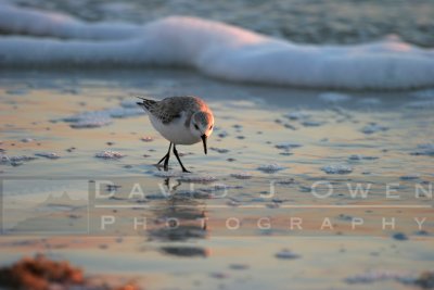 020806-059 Sanderling