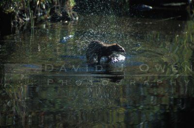 9632 Otter on Isabella River