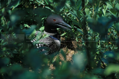 10856 Nesting Loon