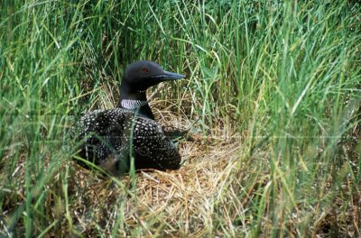 10860 Nesting Loon
