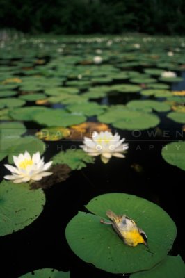 12536 Dead Meadowlark on lily pad