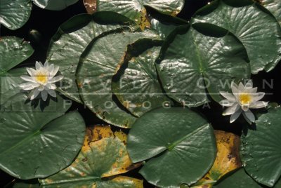 7473 Water Lillies