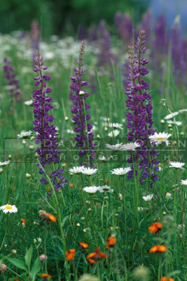 12472 Flowers off Blueberry Rd