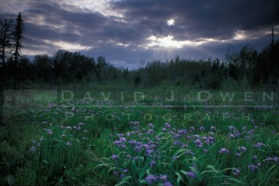 12506 Iris bog moody