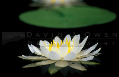 12541.1 Single lily
