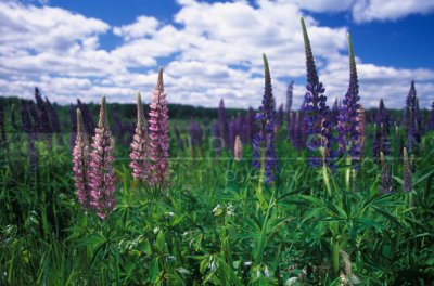 15154 Lupines