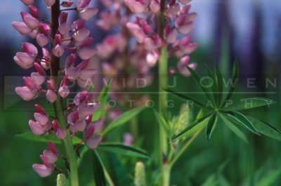 15162 Pink Lupine
