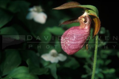 15168 Lady slipper