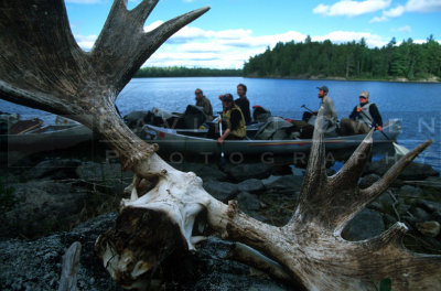 15456 Moose skull and group