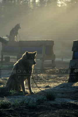 8277 Dogyard sunrise