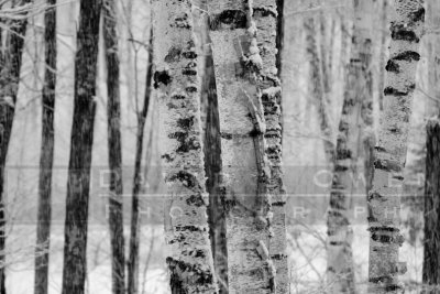 010406-20VAR Birches in snow