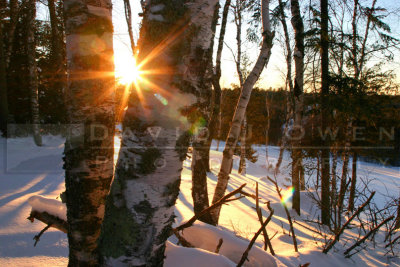 012605-07V.1 Birch trees with sun