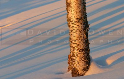 012605-19V.2 Birch and shadows