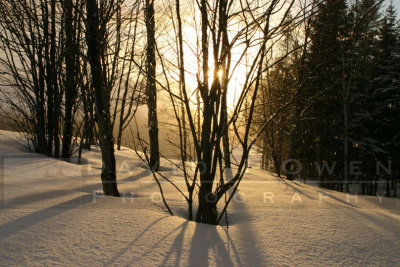 022805-04V Trees sun snow
