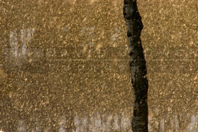 022805-05V Birch and golden snow