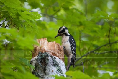 Woodpeckers